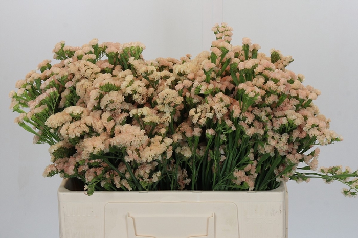 Limonium sinuatum Lucia Apricot
