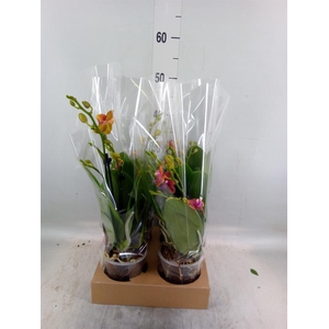 Phalaenopsis multi. 'Ant Bolgheri'