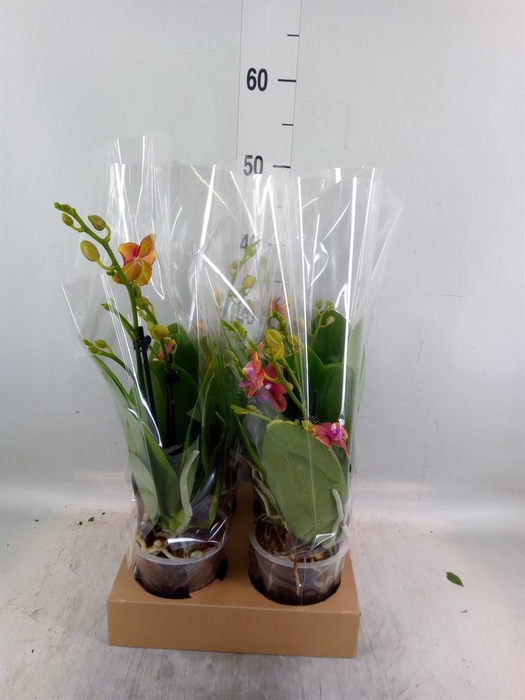 <h4>Phalaenopsis multi. 'Ant Bolgheri'</h4>