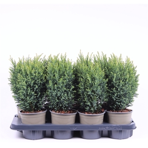 Chamaecyparis lawsoniana 'Snow White'