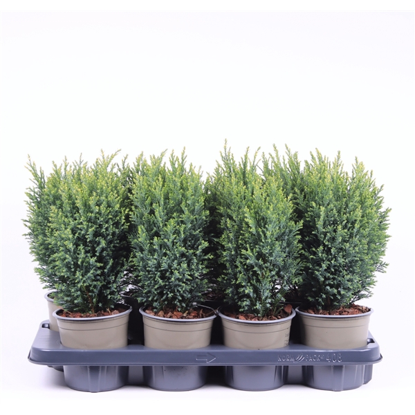 <h4>Chamaecyparis lawsoniana 'Snow White'</h4>