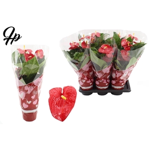 Anthurium 17 cm Turenza in Couture Heart sleeve