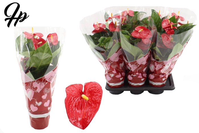 <h4>Anthurium 17 cm Turenza in Couture Heart sleeve</h4>