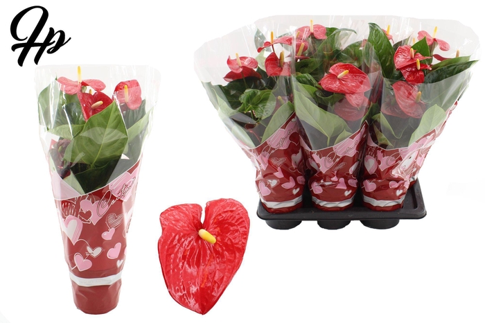 <h4>Anthurium 17 cm Turenza in Couture Heart sleeve</h4>