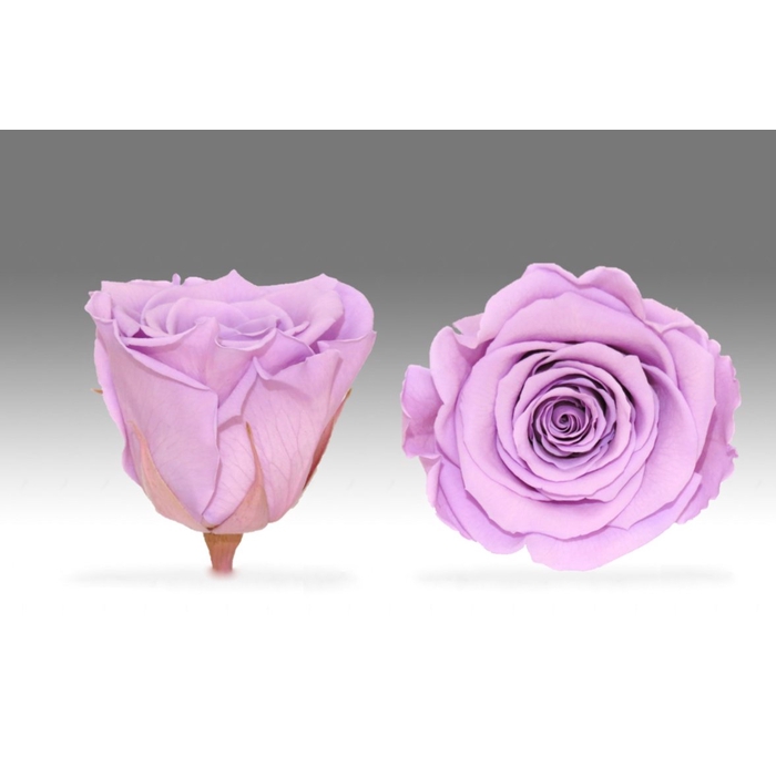 <h4>Rose stab. XL Vio-03</h4>