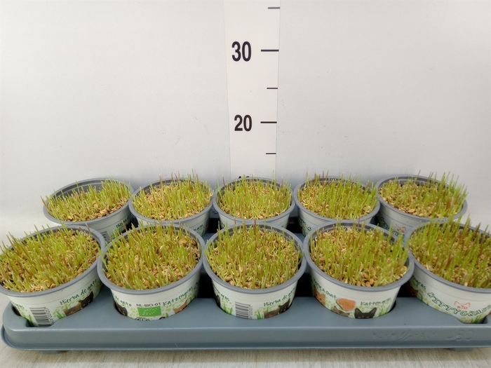 <h4>Hordeum sp.   ...kattegras zaai</h4>