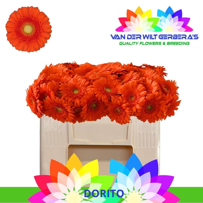 <h4>GE MI DORITO</h4>