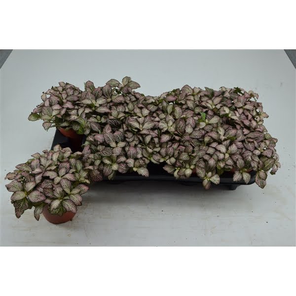 <h4>fittonia pink tiger 12 cm</h4>