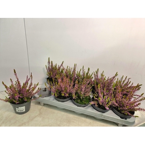 CALLU CAL NOVA GOLD