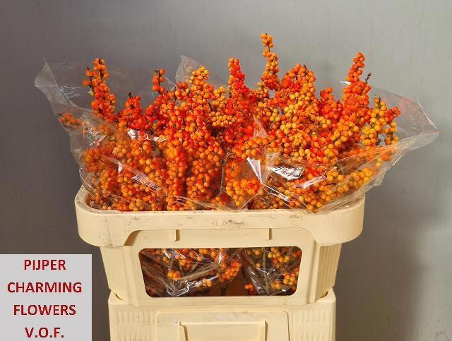 <h4>ILEX VE WINTER GOLD</h4>