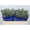 Eryngium Silver Dynamite