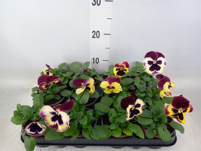 <h4>Viola wr. 'Delta Lavender'</h4>