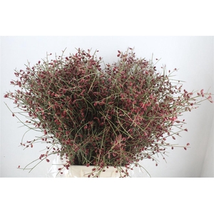 Ginster Berry Red P Bunch