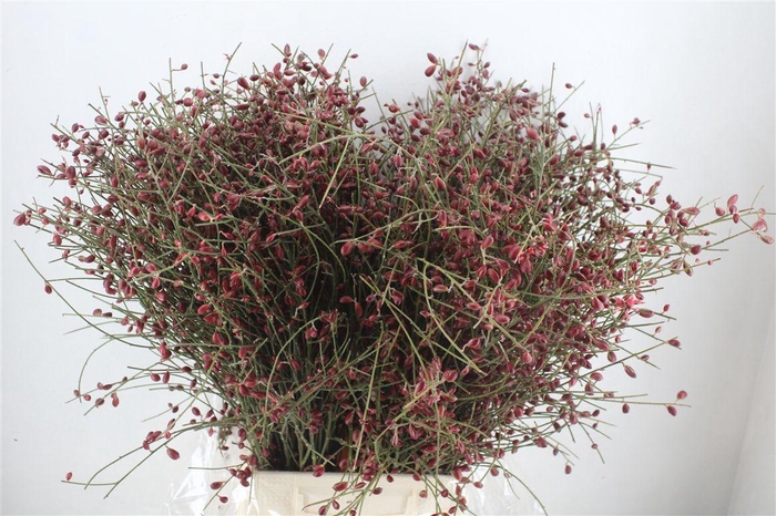 <h4>Ginster Berry Red P Bunch</h4>