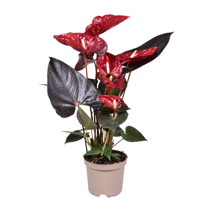 <h4>Anthurium andr. 'Delicata'</h4>