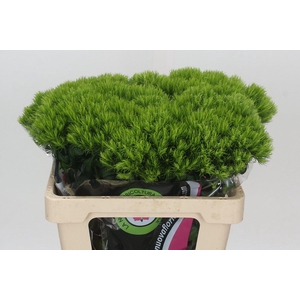 Dianthus Br Kiwi Mellow