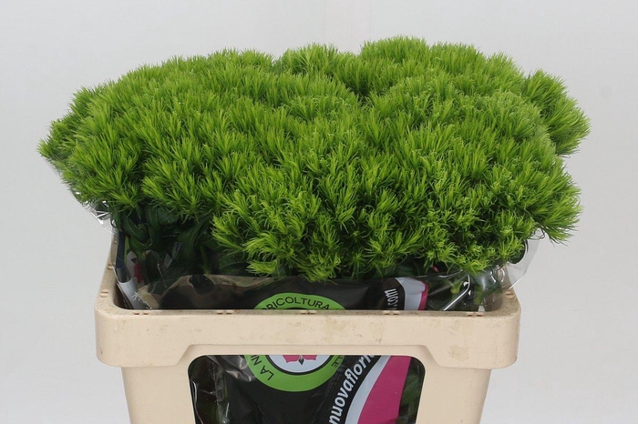 <h4>Dianthus Br Kiwi Mellow</h4>