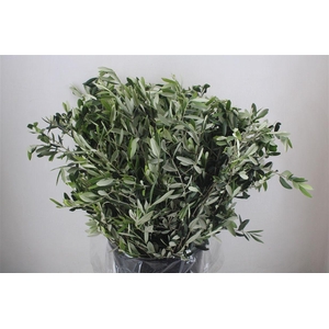 Olijf 400gr P Bunch