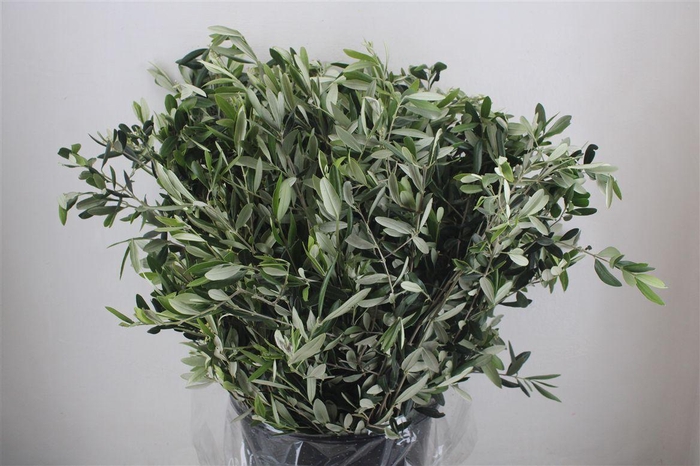 <h4>Olijf 400gr P Bunch</h4>