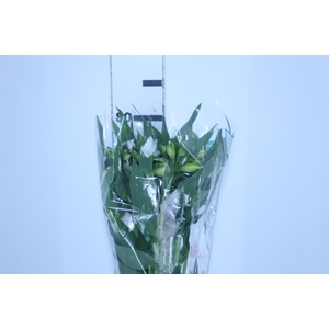 ALSTROEMERIA AKEMI 080 CM