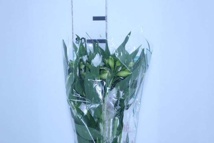 ALSTROEMERIA AKEMI 080 CM