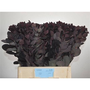 Coti C Royal Purple