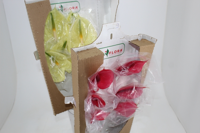 <h4>ANT VARIADO 9/11 035 CM DIAM MIN 9 CM VARIADO</h4>