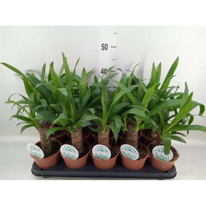 <h4>Yucca   ...</h4>