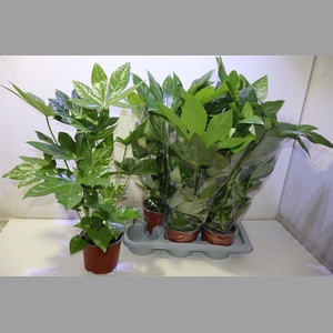 Fatsia Ov