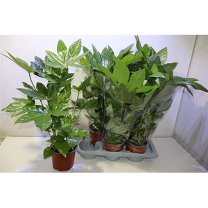 Fatsia Ov