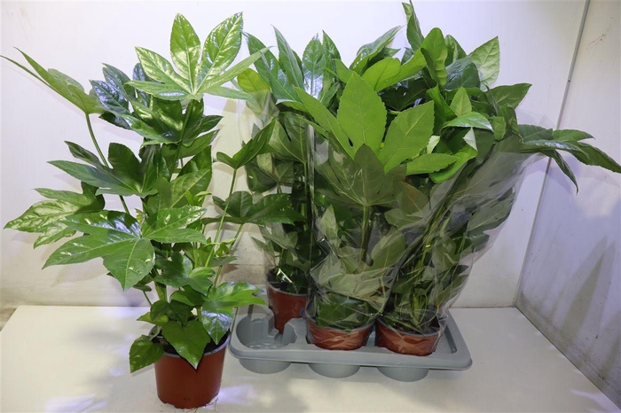<h4>Fatsia Ov</h4>
