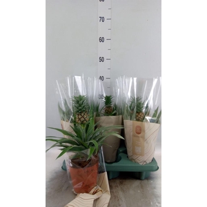 Ananas  'Rosita'