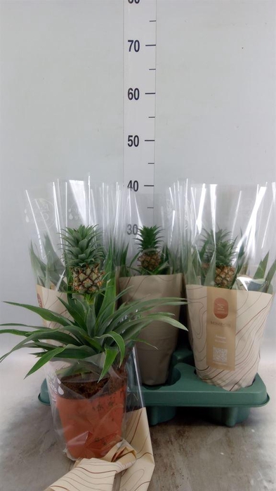 <h4>Ananas  'Rosita'</h4>