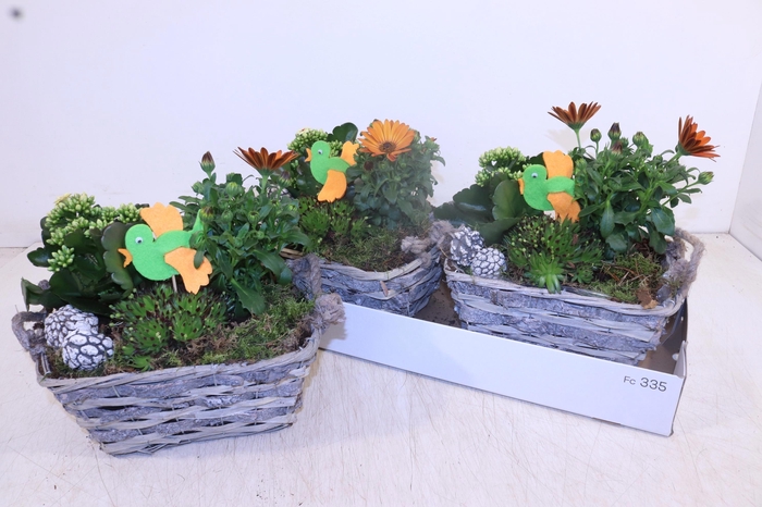 <h4>ARR TUINPLANTEN</h4>