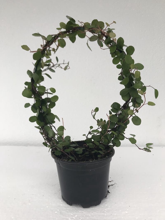 MUEHLENBECKIA COMPLEXA P9 BOOG PINK CAM