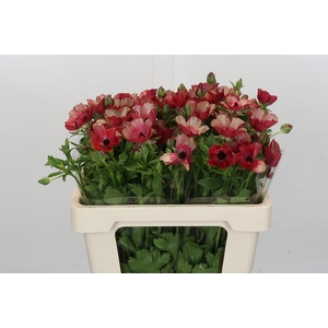 Ranunculus Magical Cinnamon