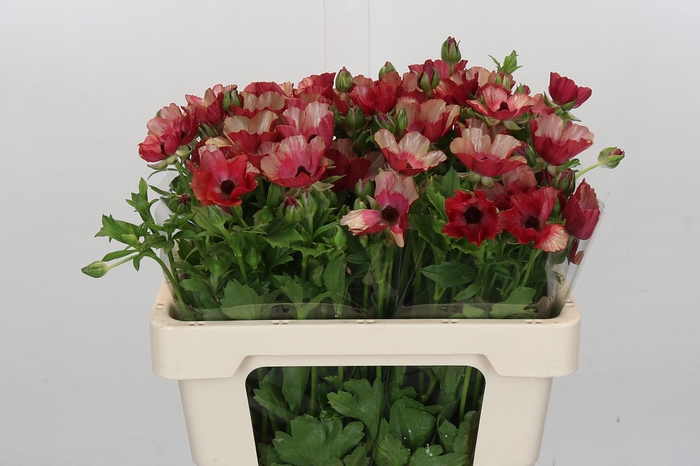 <h4>Ranunculus Magical Cinnamon</h4>
