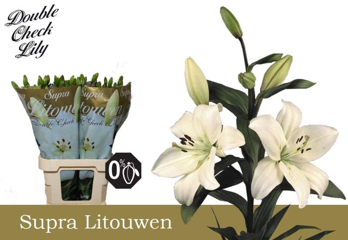 <h4>LI LA LITOUWEN SUPRA</h4>