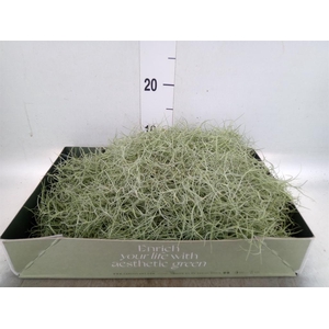 Tillandsia usneoides
