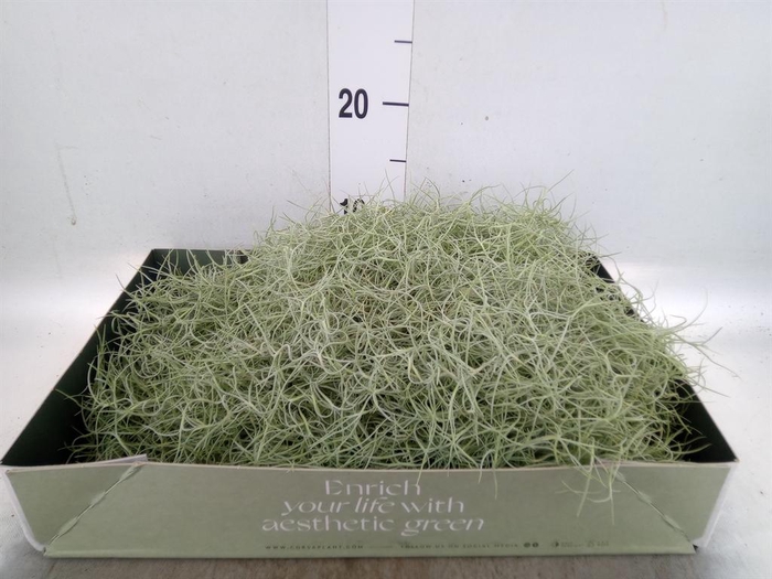 <h4>Tillandsia usneoides</h4>