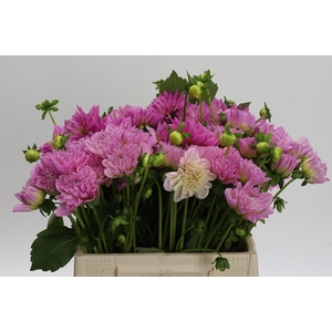 Dahlia (Decorative Grp) 'Pink Pop'