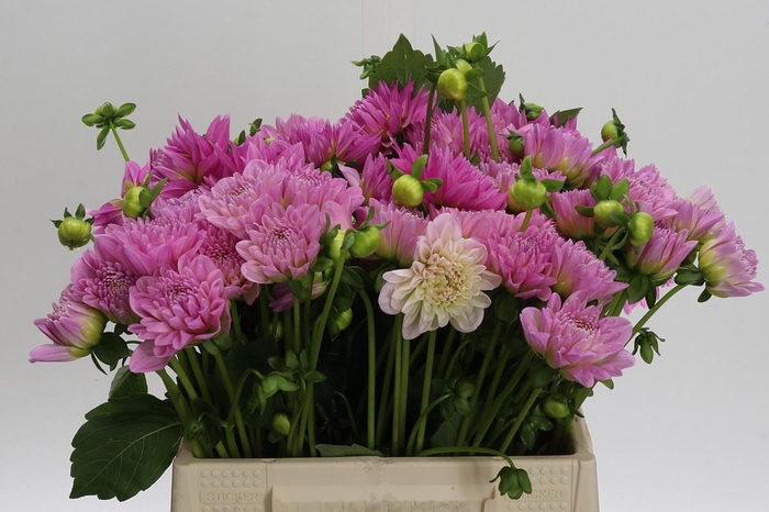 Dahlia (Decorative Grp) 'Pink Pop'