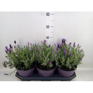 Lavandula stoec. 'Anouk'