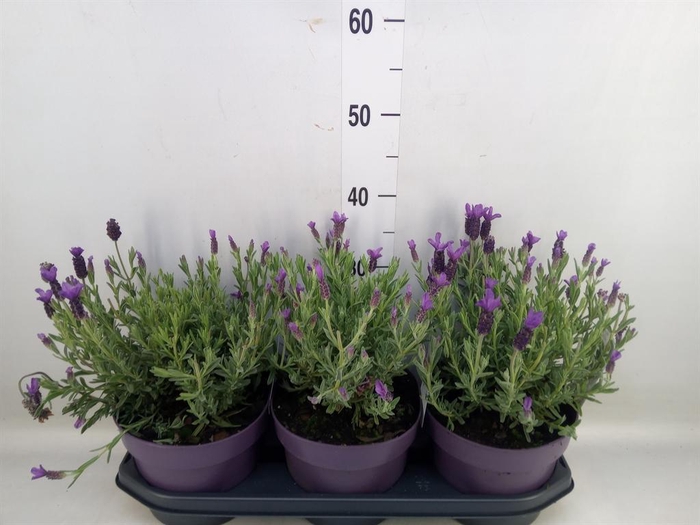 <h4>Lavandula stoec. 'Anouk'</h4>