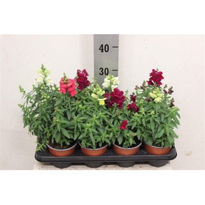 Antirrhinum majus gemengd