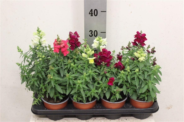 <h4>Antirrhinum majus gemengd</h4>