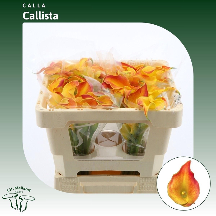 <h4>Calla Callista</h4>