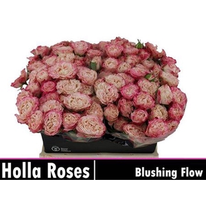 R Tr Blushing Flow