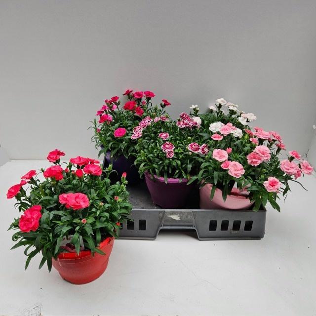 <h4>DIAN OSC GEM</h4>