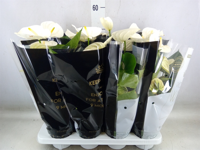 <h4>Anthurium andr. 'Alpine'</h4>